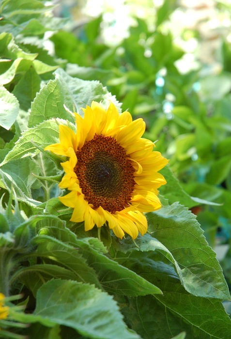 sunflower, plant, yellow