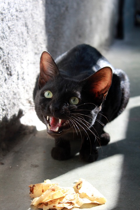 cat, angry, black