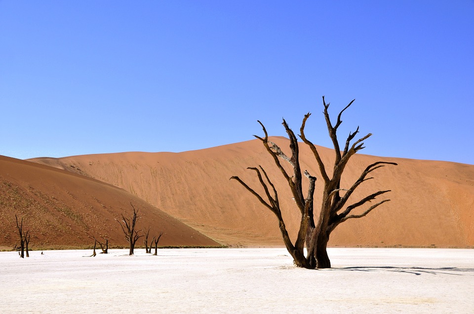 tree, desert, namibia