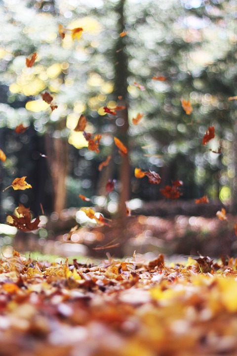 leaves, falling, autumn