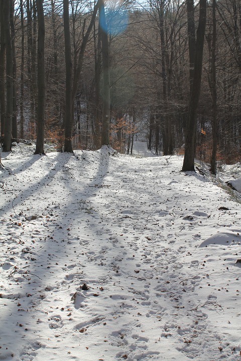 winter, trees, snowy