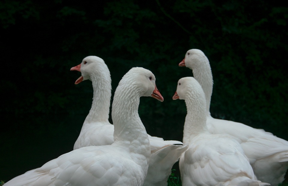 white, duck, swan