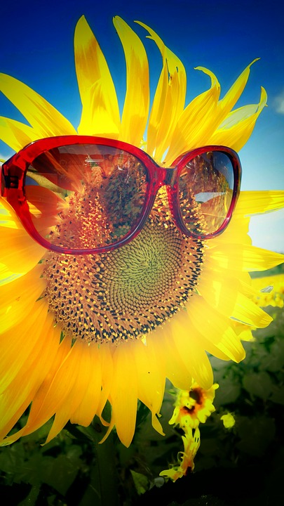 miss sunflower, beautiful day, sunshine
