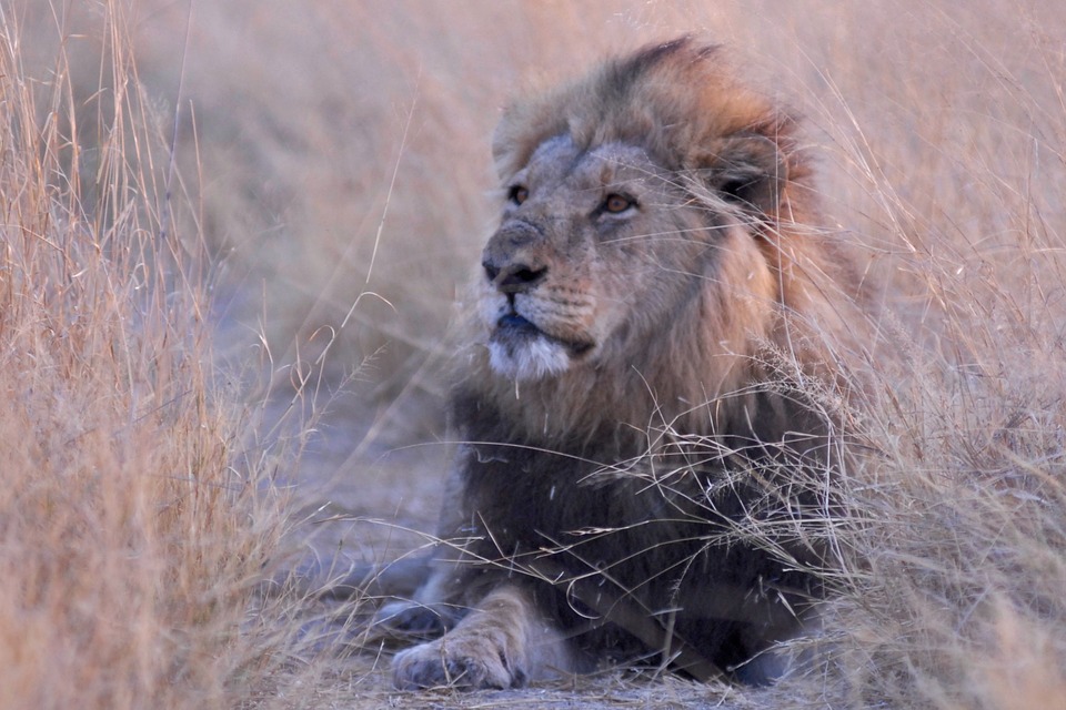 botswana, lion, africa