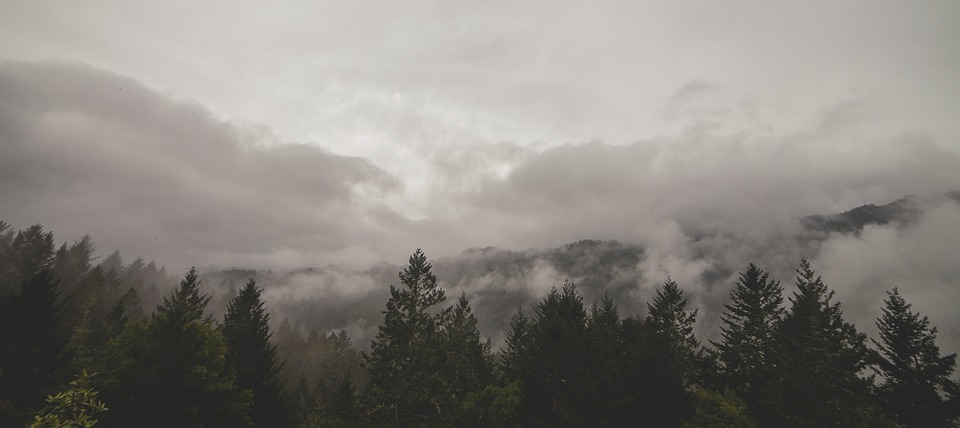 trees, fog, clouds