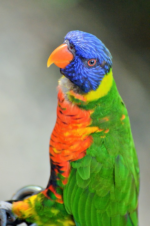 parakeet corrugated, bird, colors