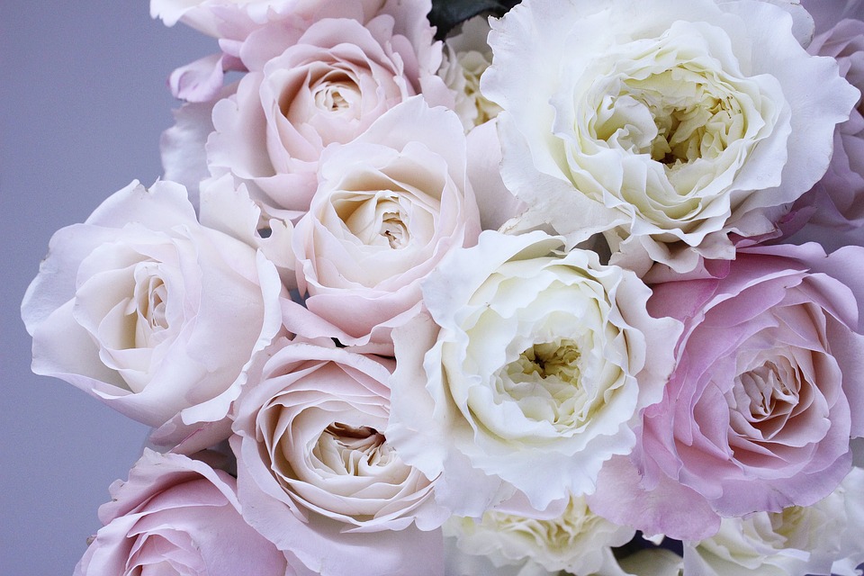 flower, flower photography, roses