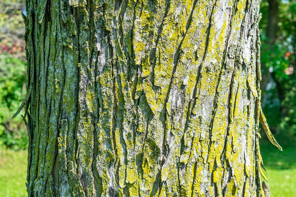 tree, bark, texture
