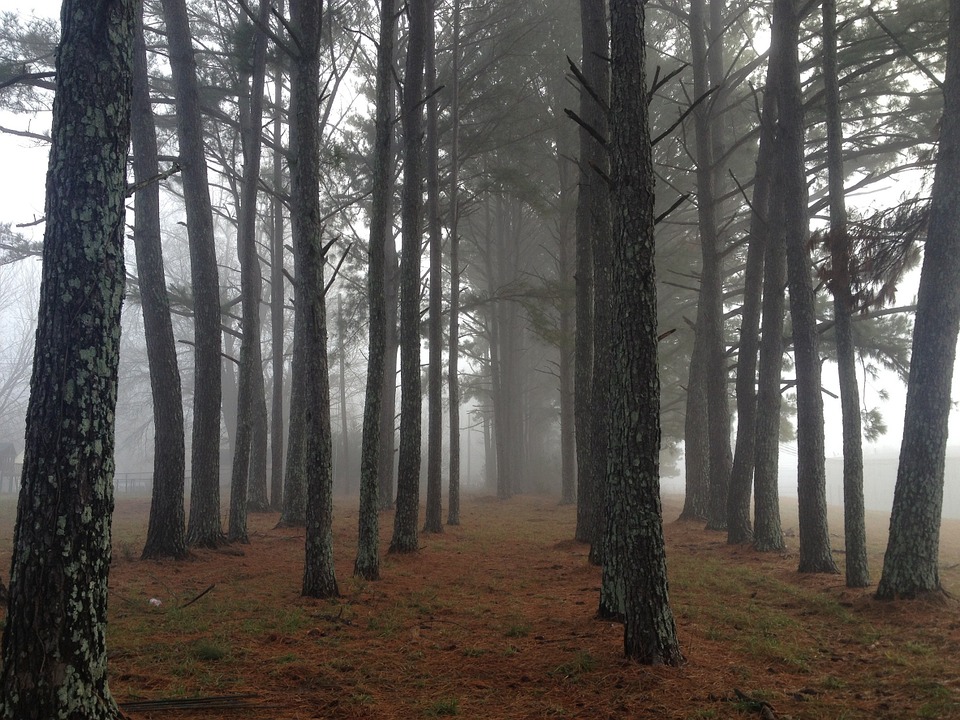 forest, foggy, trees