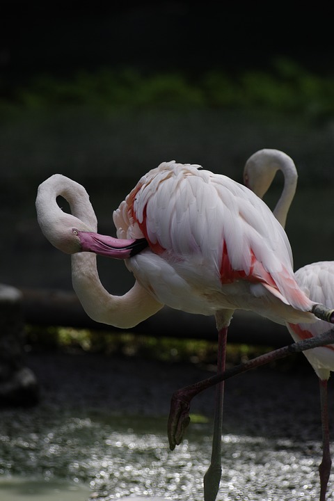 bird, flamingo, zoo