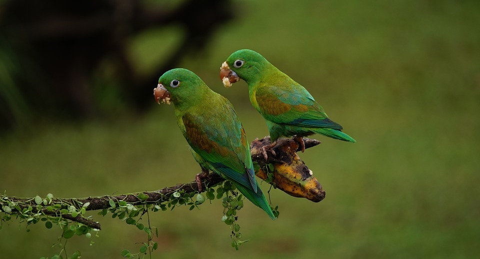 orange chinned parrots, costa rica, birds