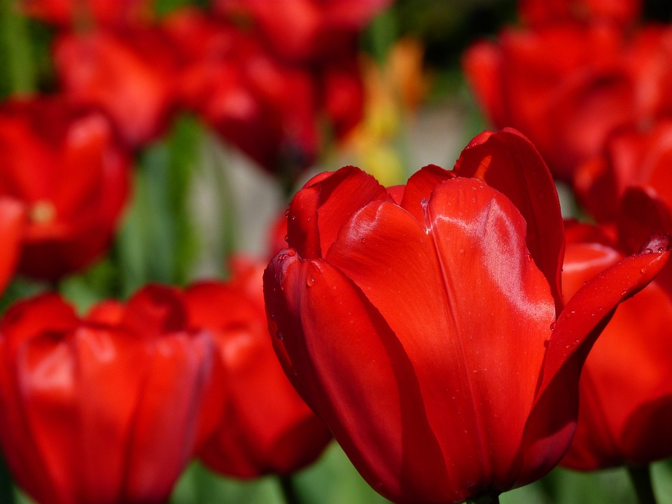 tulips, flower, nature