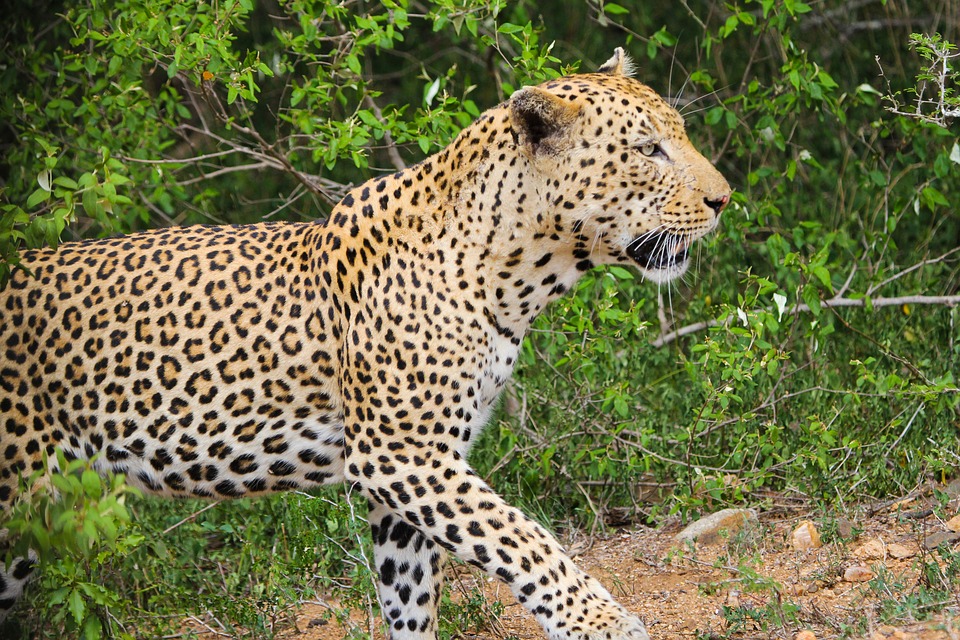 leopard, wild animals, nature