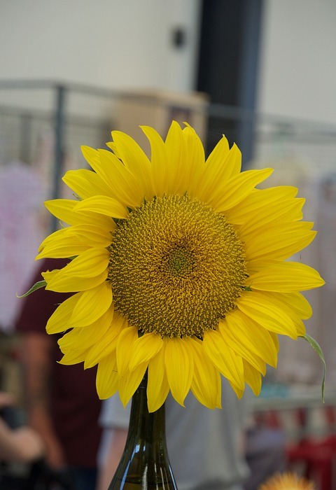sunflower, floral, blossom