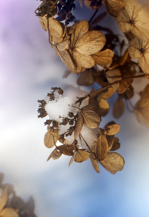 hydrangea, withered, snow