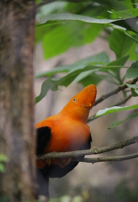 bird, orange, nature