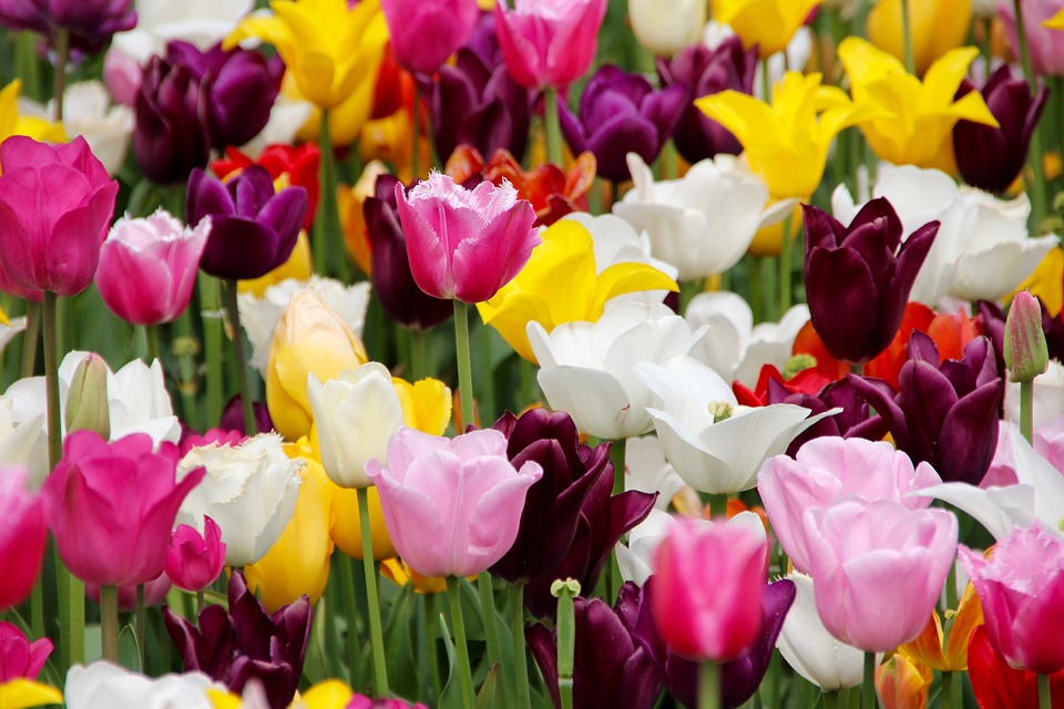 tulips, tulip field, blossomed