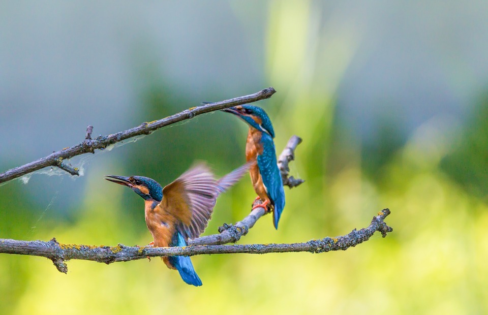 kingfisher, bird, colorful