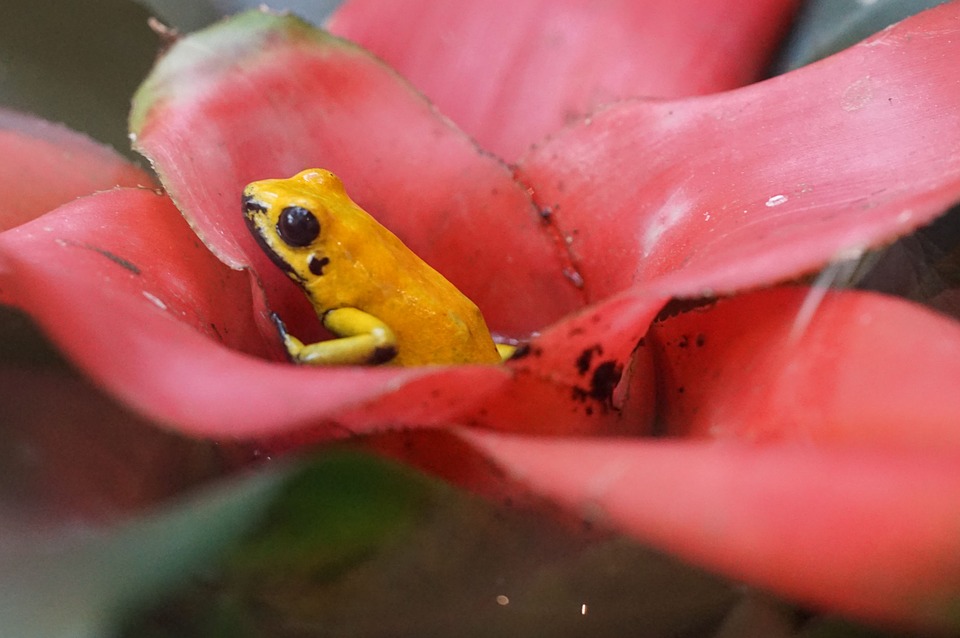 poison frog, small, rainforest