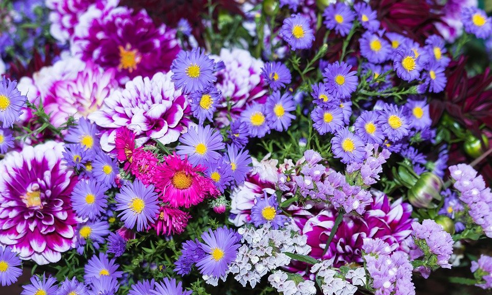 thanksgiving, festival, asters