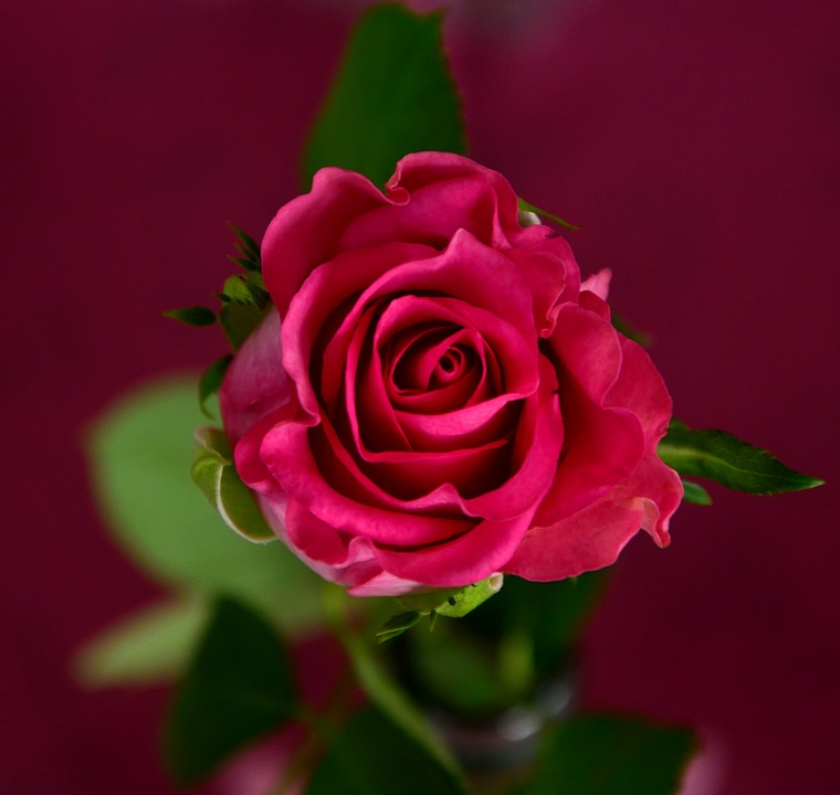rose, pink, blossom