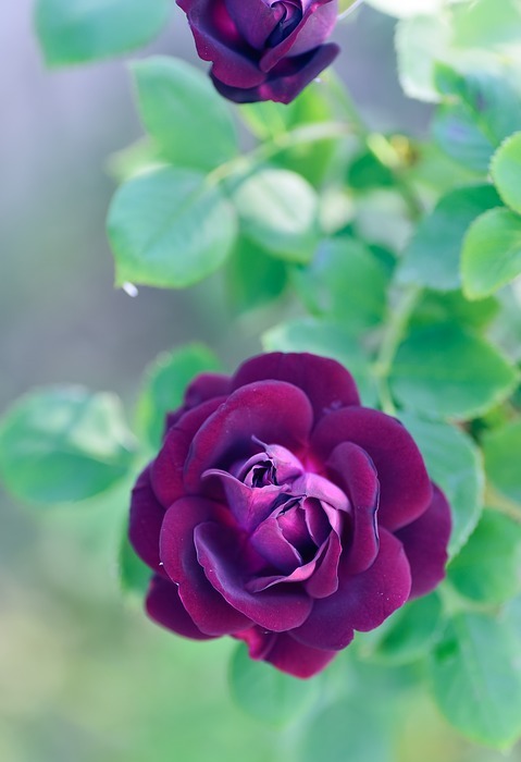 natural, flowers, rose
