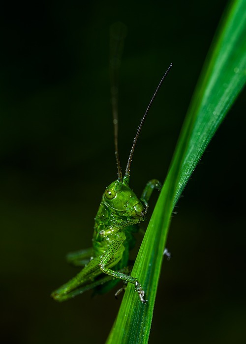 insect, grasshopper, bespozvonochnoe