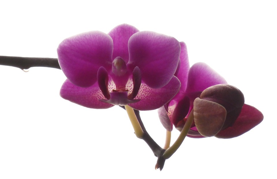 orchid, exotic plant, flower