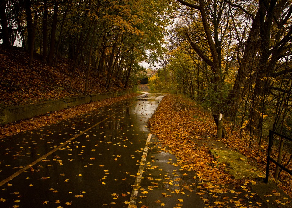 road, wet, rain