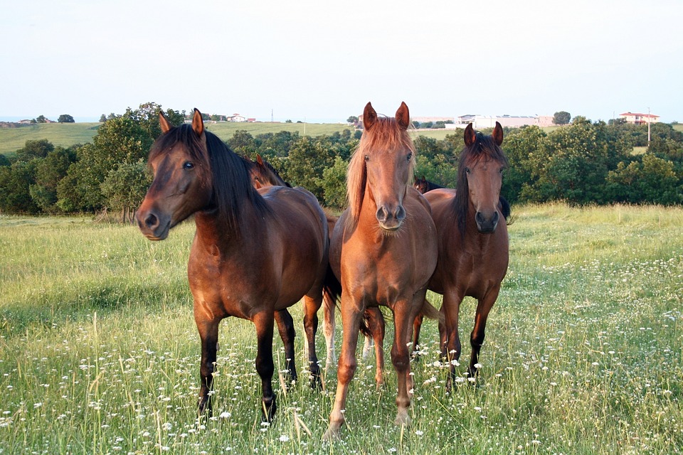 horses, wild horses, brown horses
