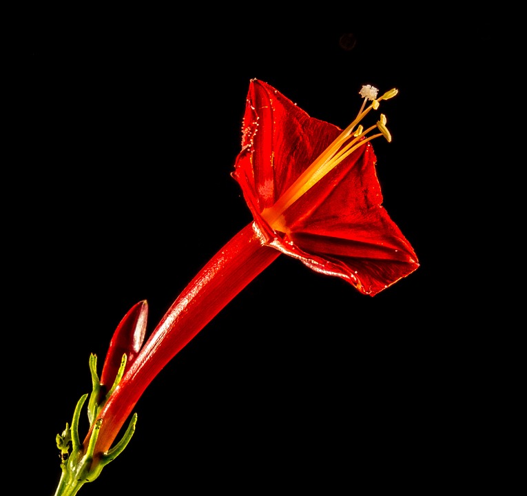 small flower, flower, red