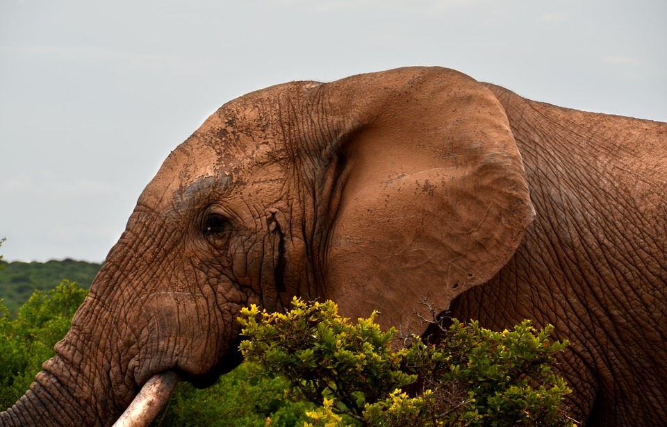 elephant, africa, safari