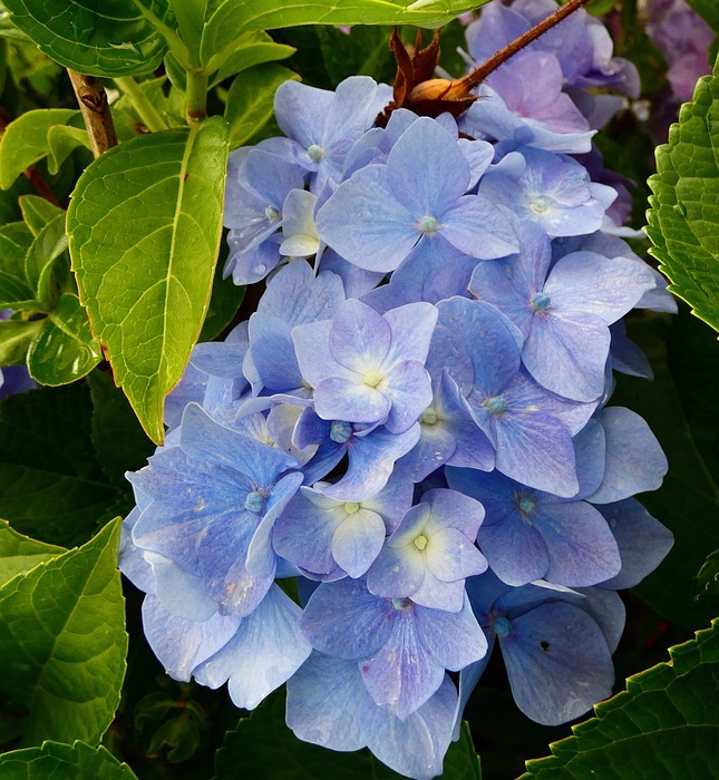 hydrangeas, flowers, blue flowers