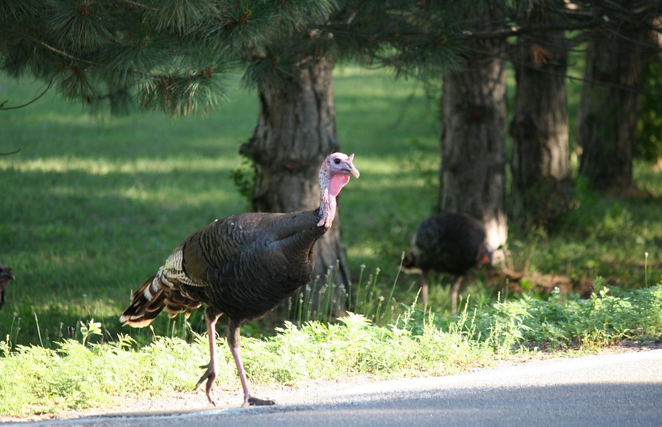 thanksgiving turkey, turkey, birds