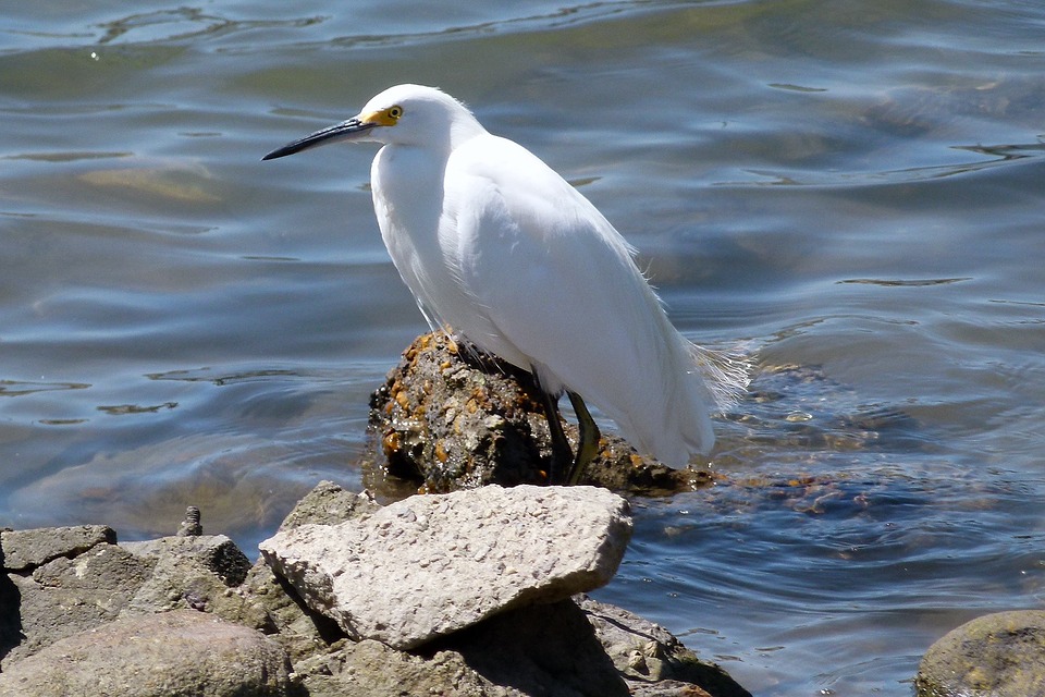 snowy egret, waterbird, white
