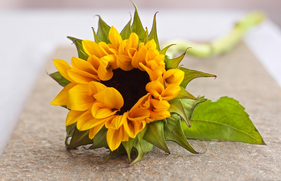 flower, blossom, sunflower