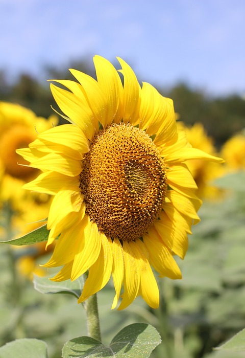 sunflower, flower, bloom