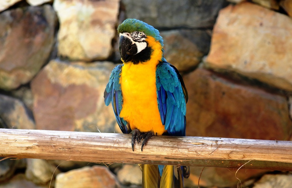 macaw in the natural background of rocks, bird, colorful