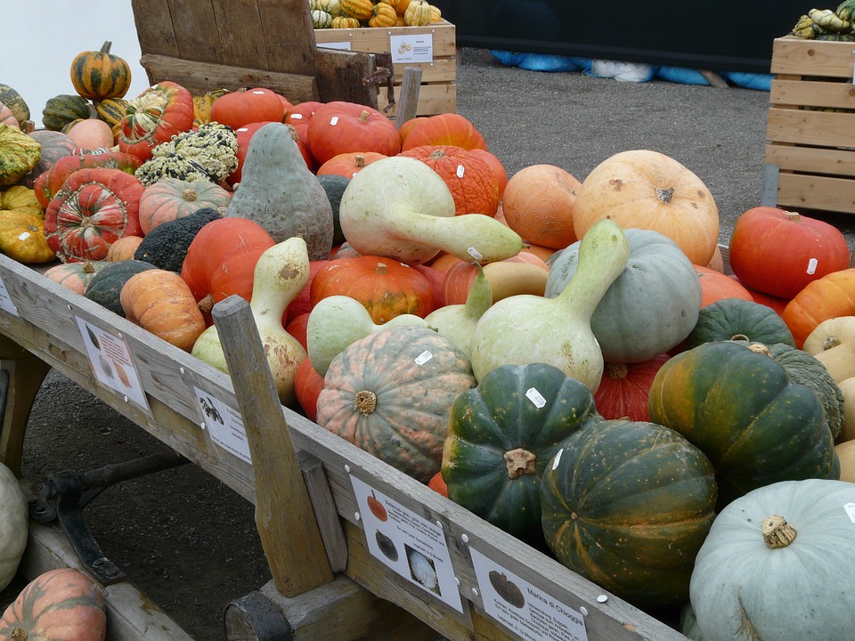 kür bite varieties, pumpkins, pumpkin sale