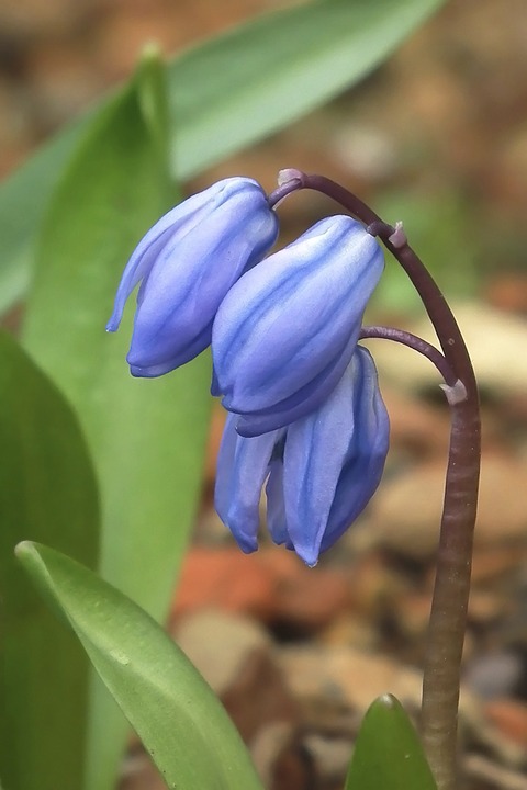 blue, flower, spring