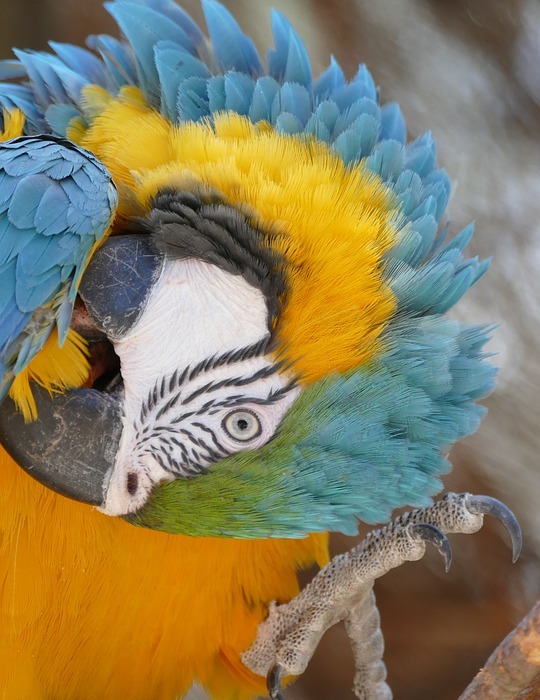 parrot, colorful, bird park