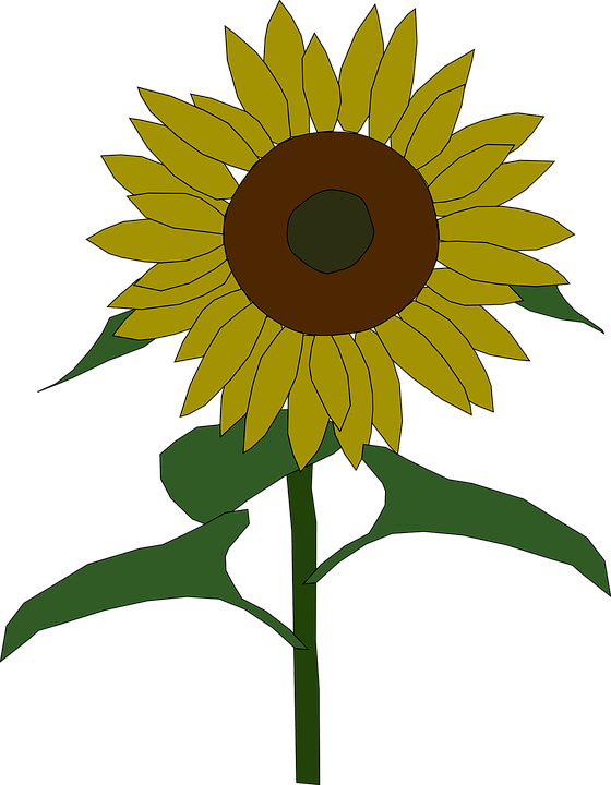 sunflower, yellow, sun