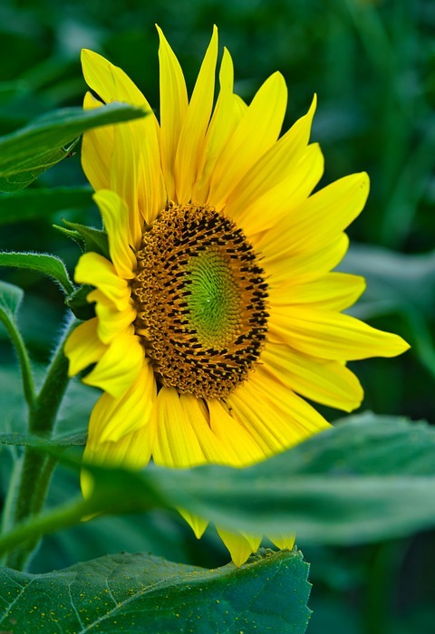 sunflower, sunny, morning walk