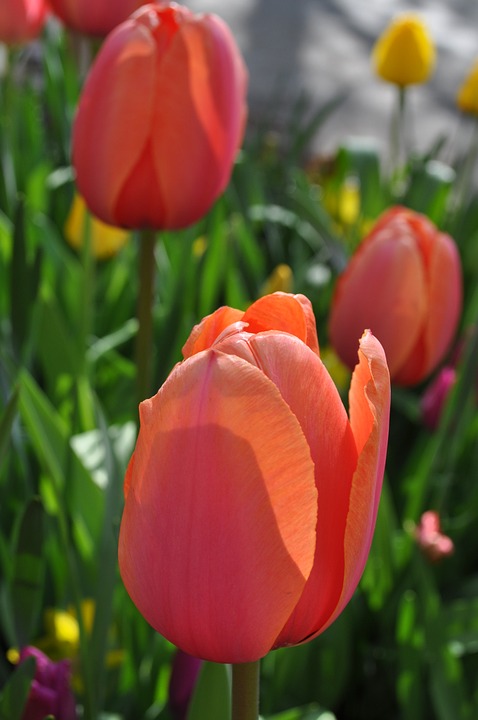 tulips, flowers, tulip