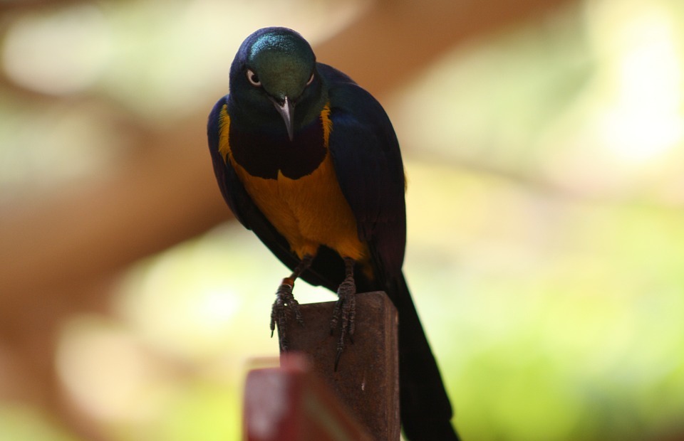 parrot, colorful, tiefenschärfe