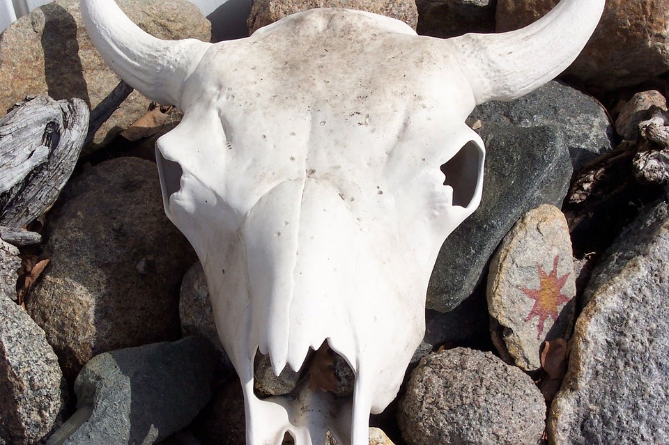 steer skull, cow skull, bleached bones