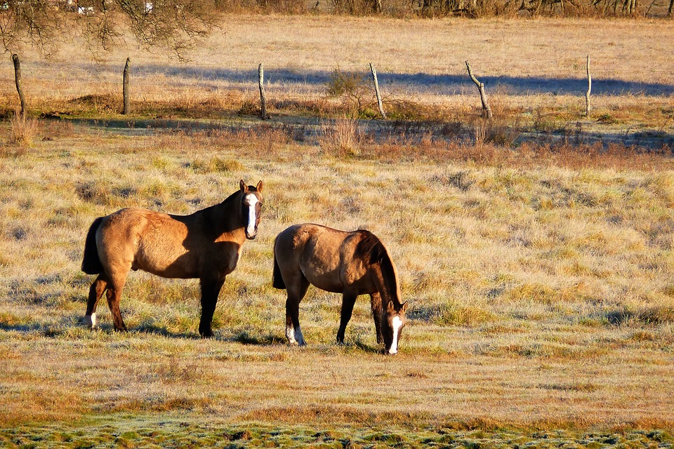 horses, field, paddock