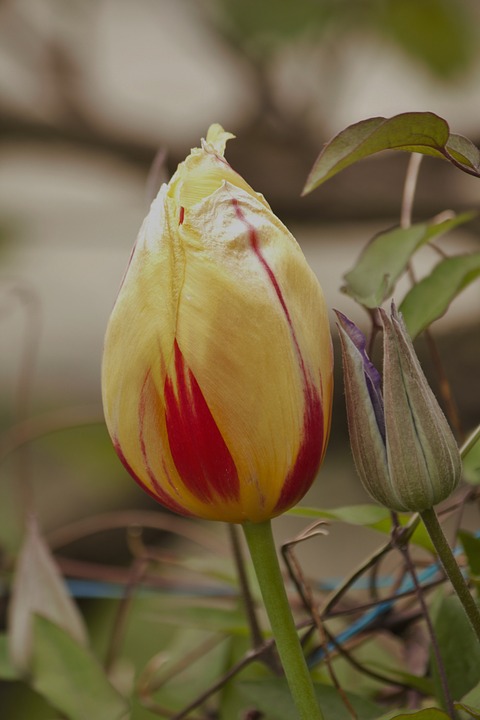 tulip, yellow, floral duet