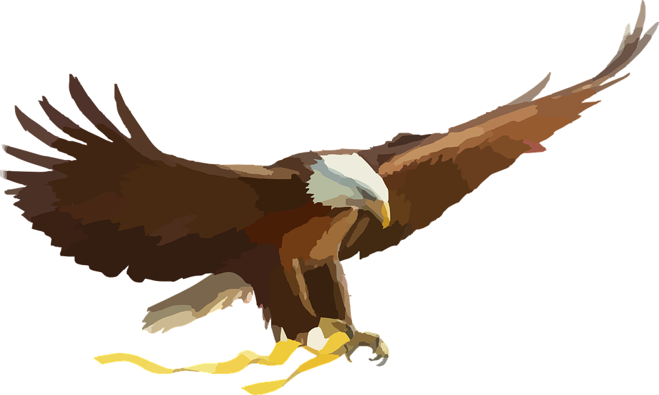 bald eagle, eagle, bird of prey