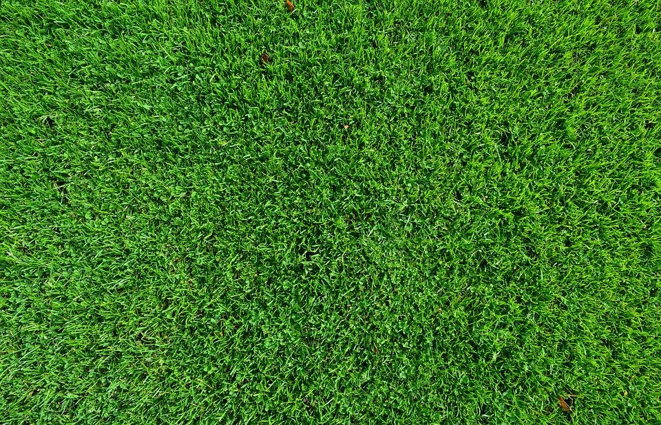 grass, turf, lawn